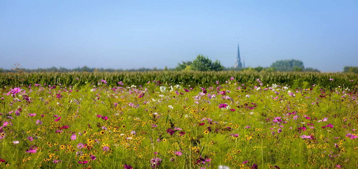 Sommerliche Blumenwiese mit Kirchturm