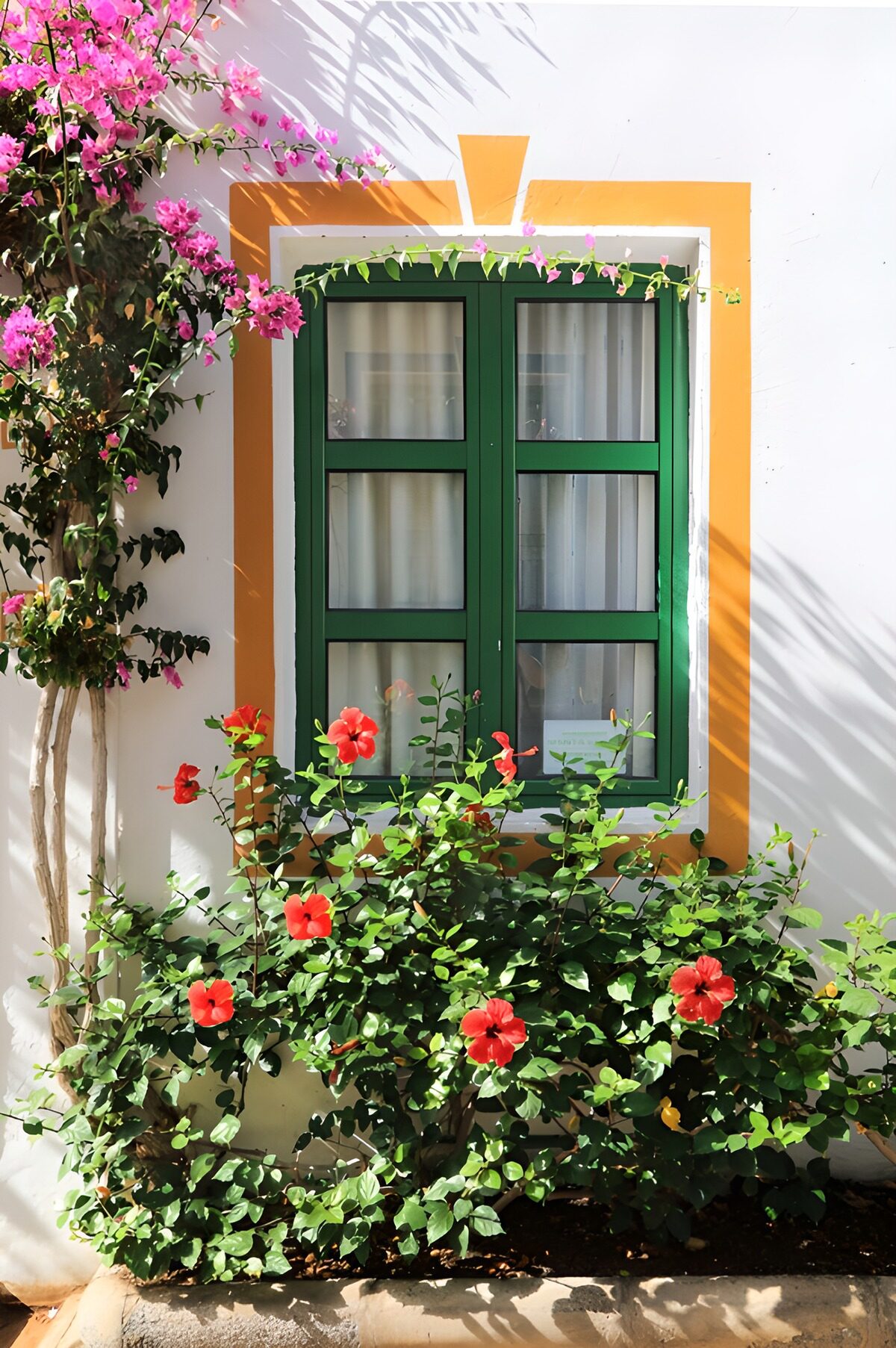 Grünes Fenster mit Hibiskus im Sonnenlicht