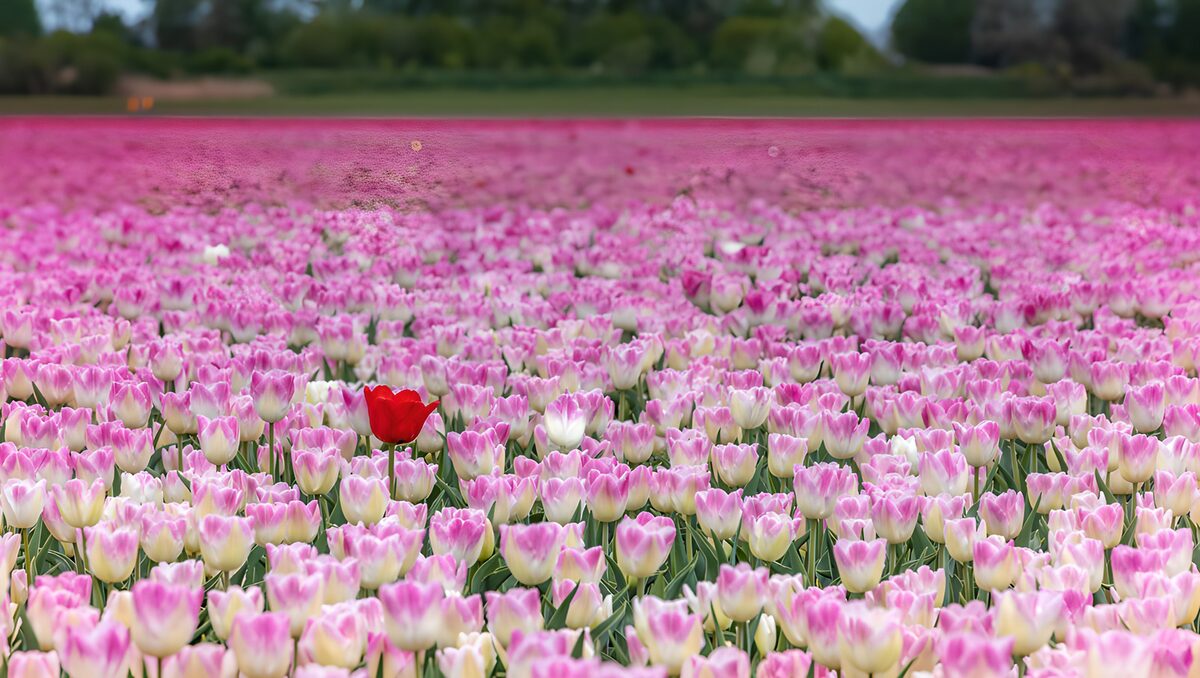 Weiß-rosa Tulpen mit rotem Blickfang