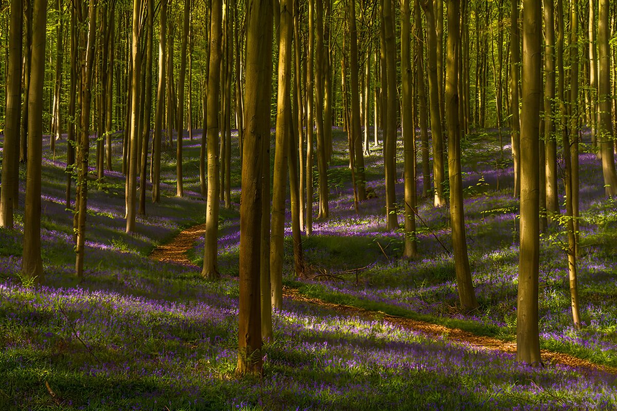 Waldpfad zwischen lila Frühlingsblüten