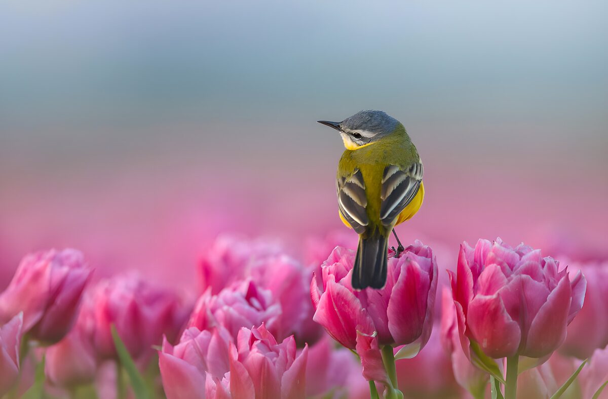 Gelber Gast im rosa Tulpenmeer