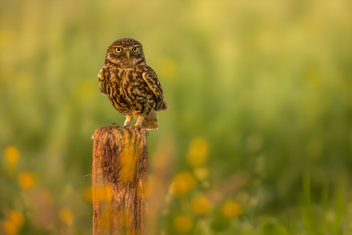 Steinkauz auf verwittertem Holzpfosten