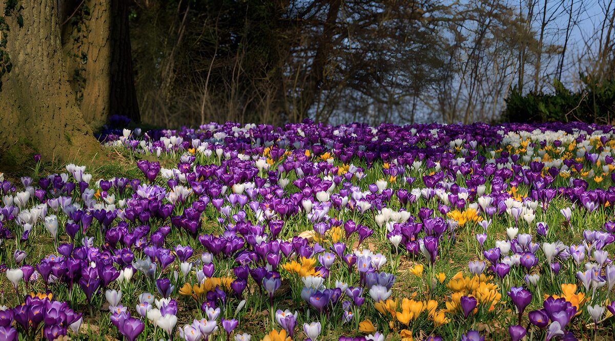 Bunte Krokusse im Frühlingslicht