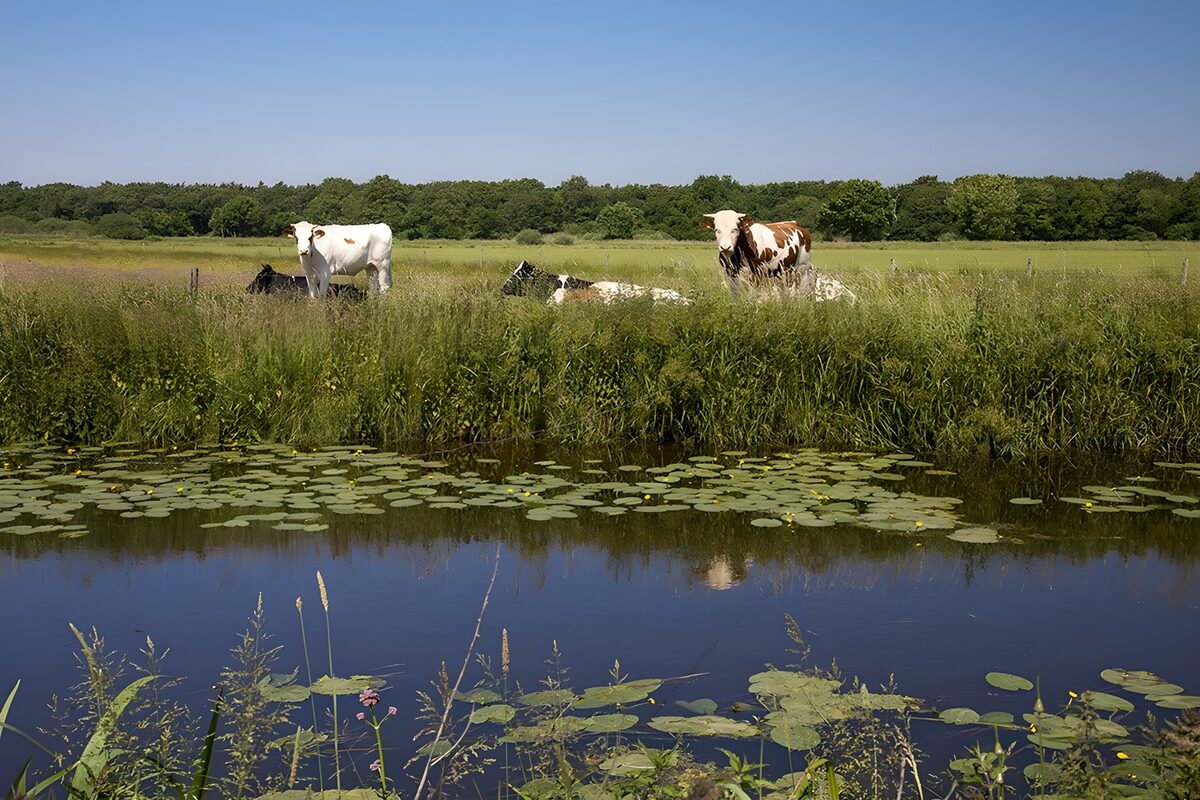 Kühe auf der Sommerweide am Wasser