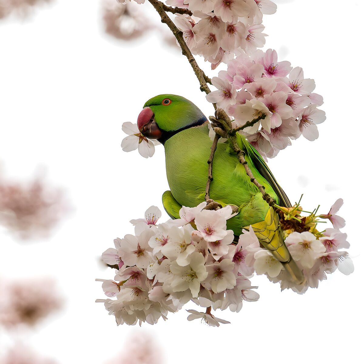 Grüner Sittich zwischen Kirschblüten