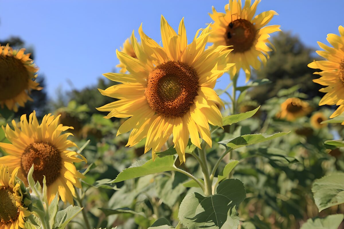 Sonnenblumen baden im Sommerlicht
