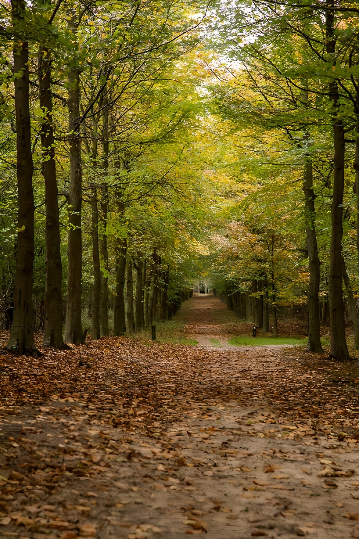 Stille Waldallee im Herbst