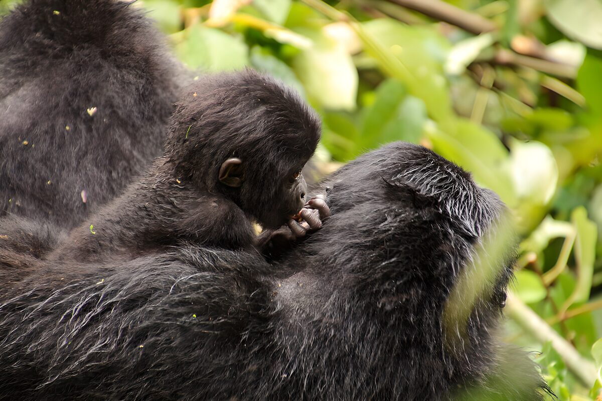 Gorillajunges dicht ans große Tier gekuschelt