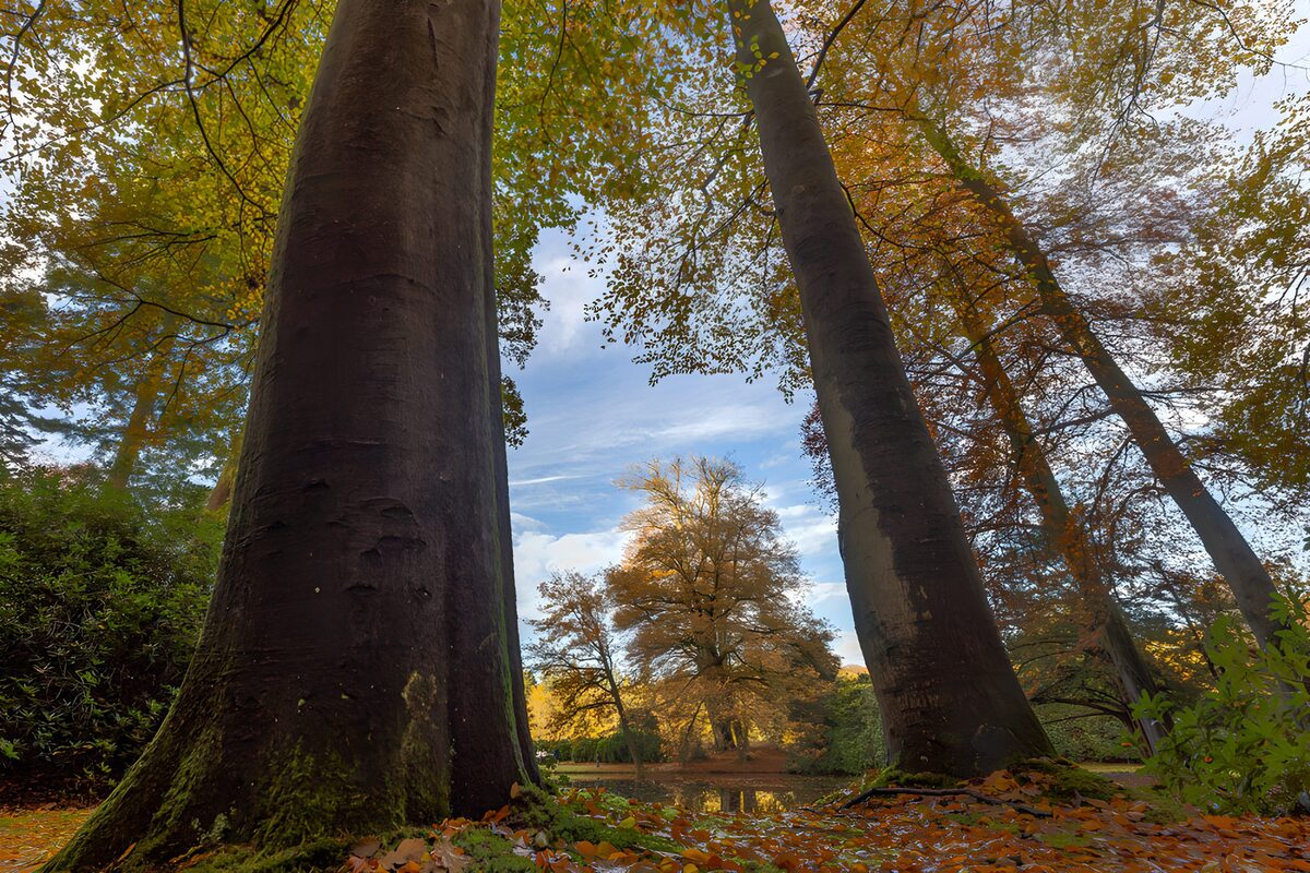 Zwei Stämme rahmen den goldenen Herbst