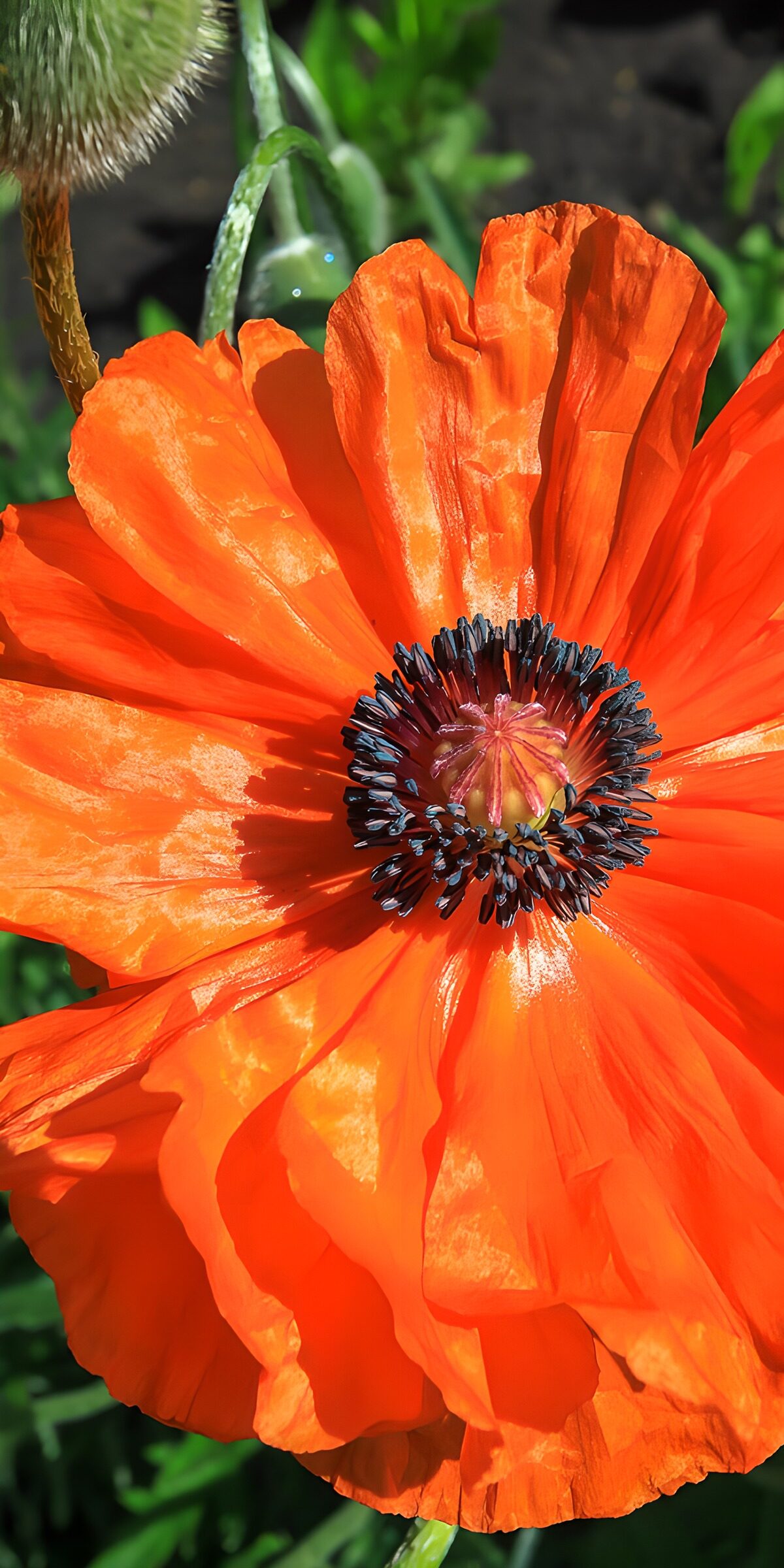 Orangefarbene Mohnblüte ganz nah