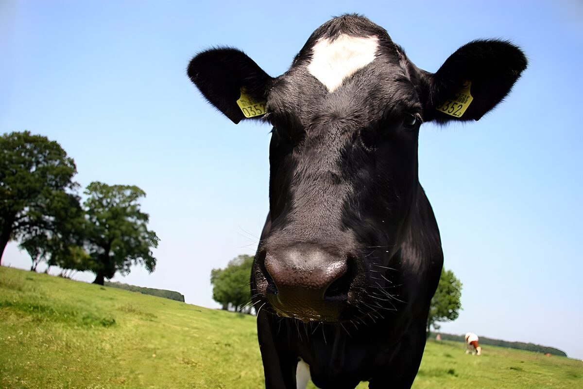 Schwarze Kuh ganz nah auf grüner Weide