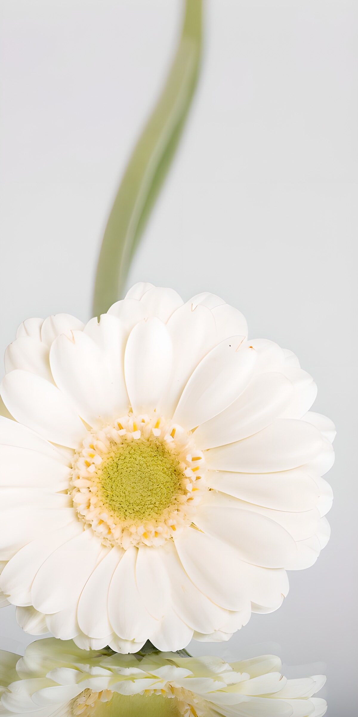 Weiße Gerbera mit zartem Spiegelbild