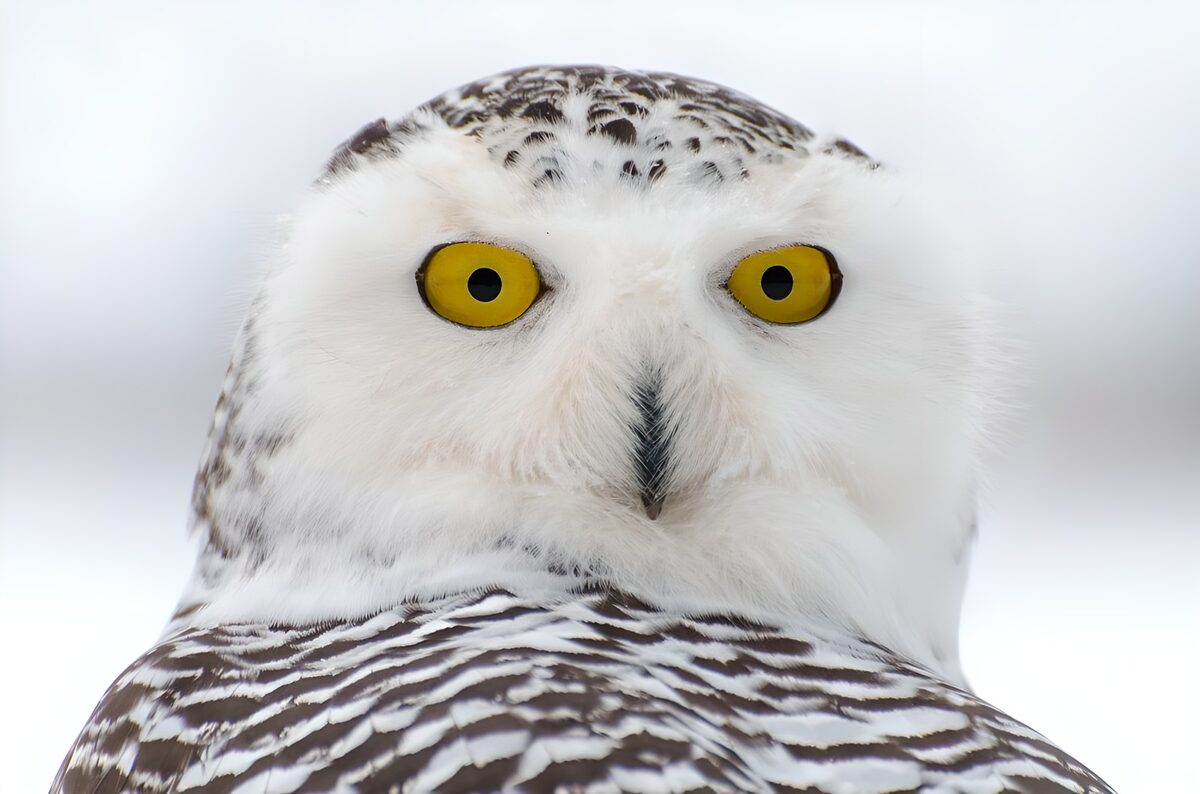 Schneeeule mit wachem Blick