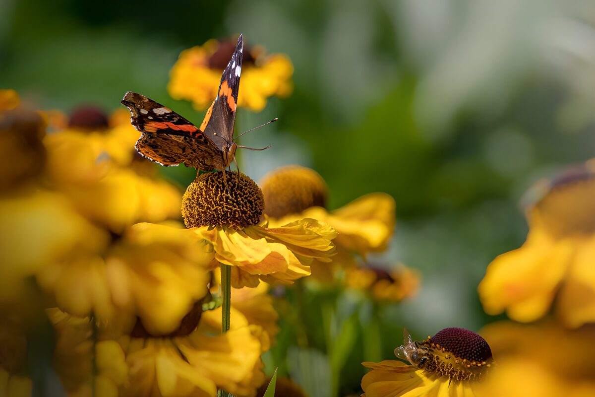 Admiral auf gelber Blüte im Sommerlicht