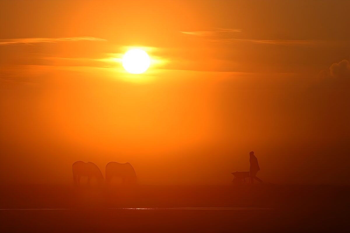 Zwei Pferde im orangegoldenen Nebel