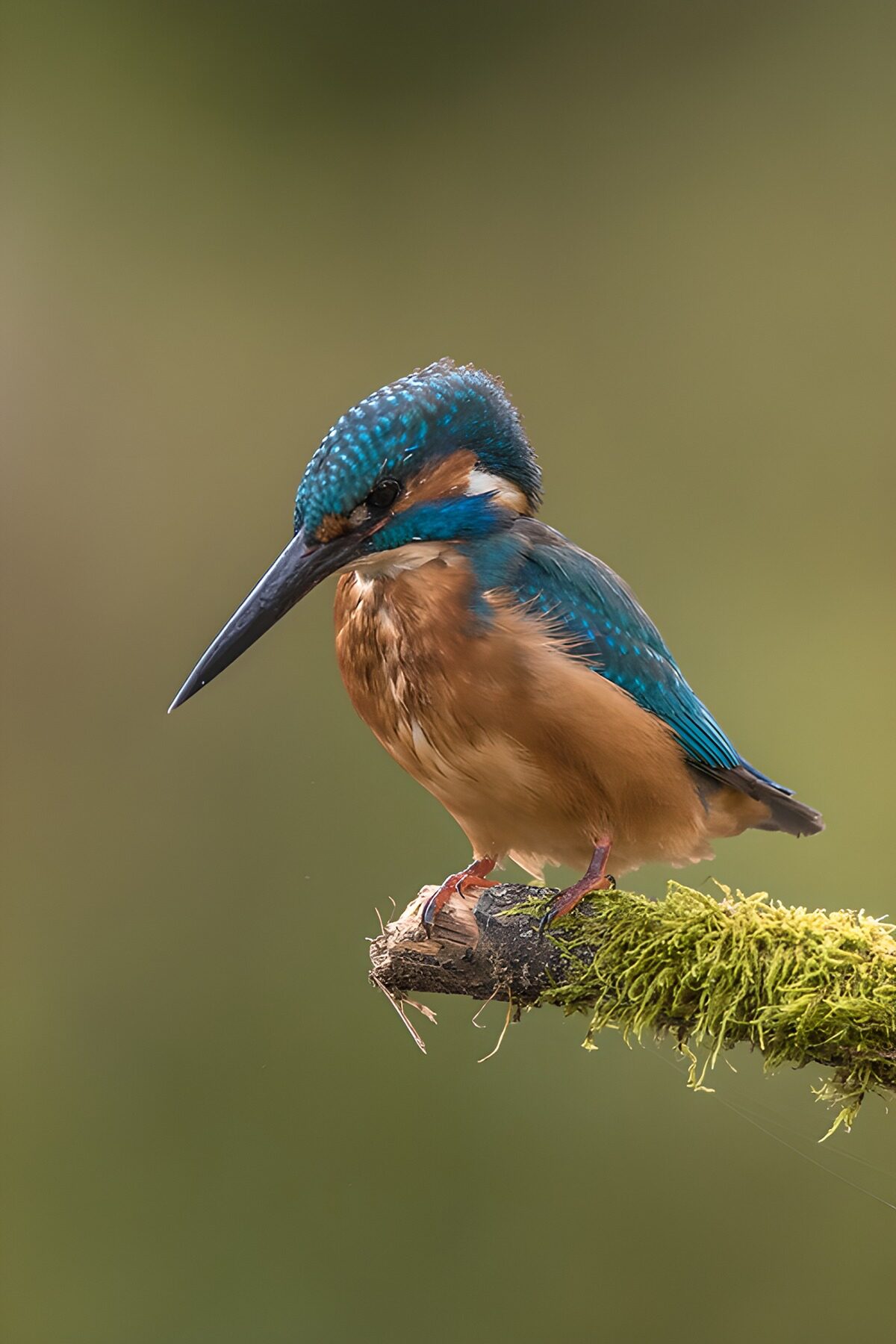 Eisvogel auf moosigem Ast in stiller Wacht
