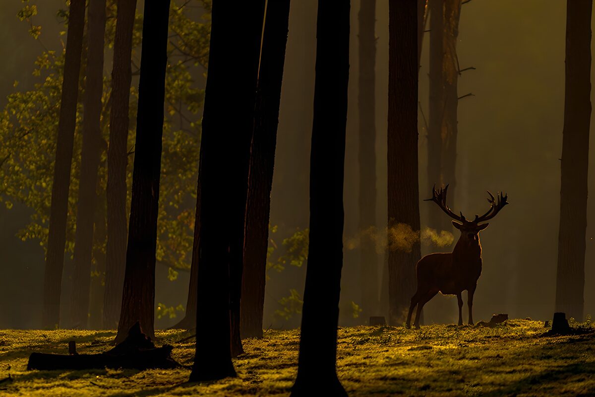 Hirsch im goldenen Gegenlicht