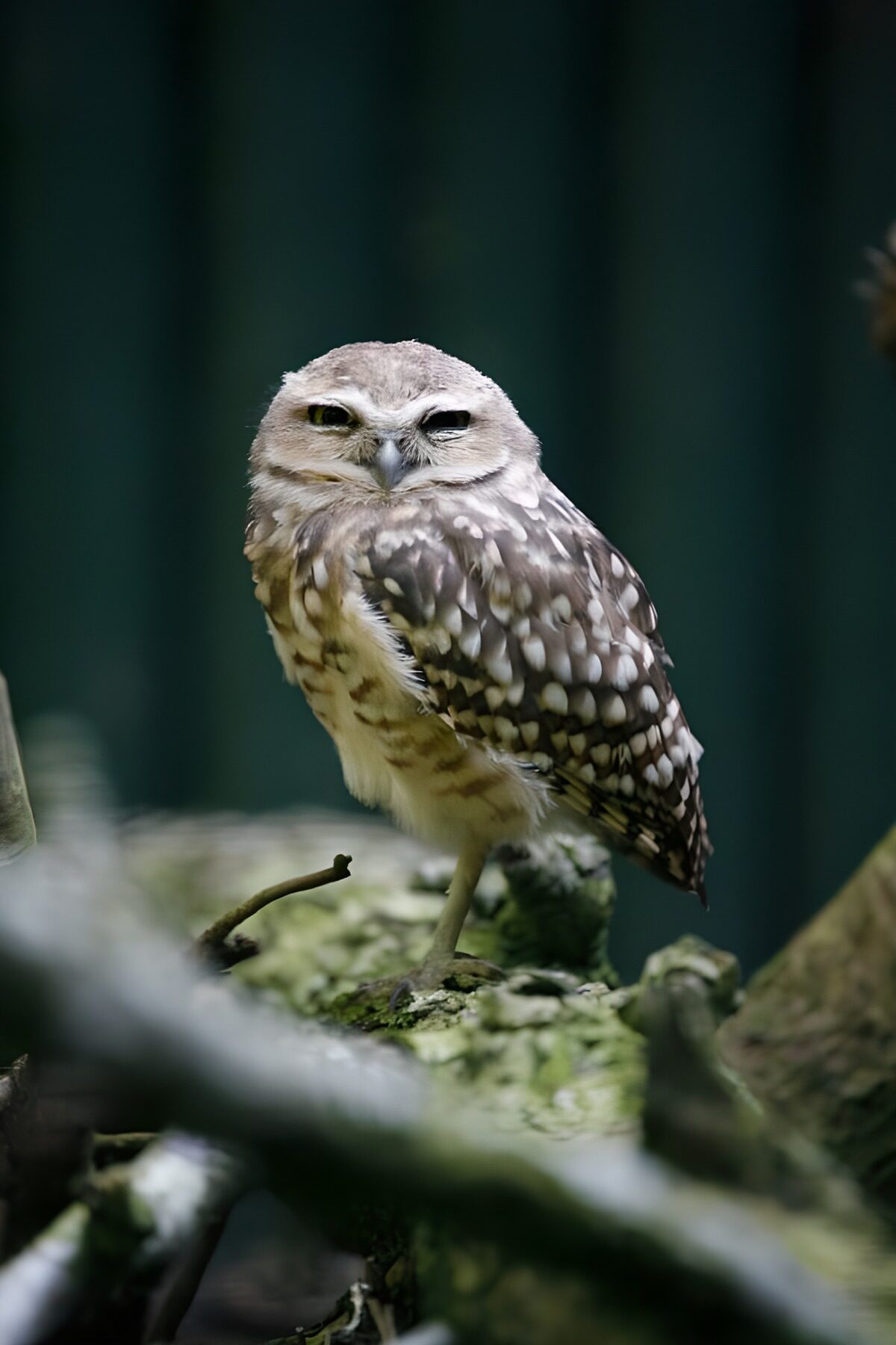Steinkauz mit schläfrigem Blick