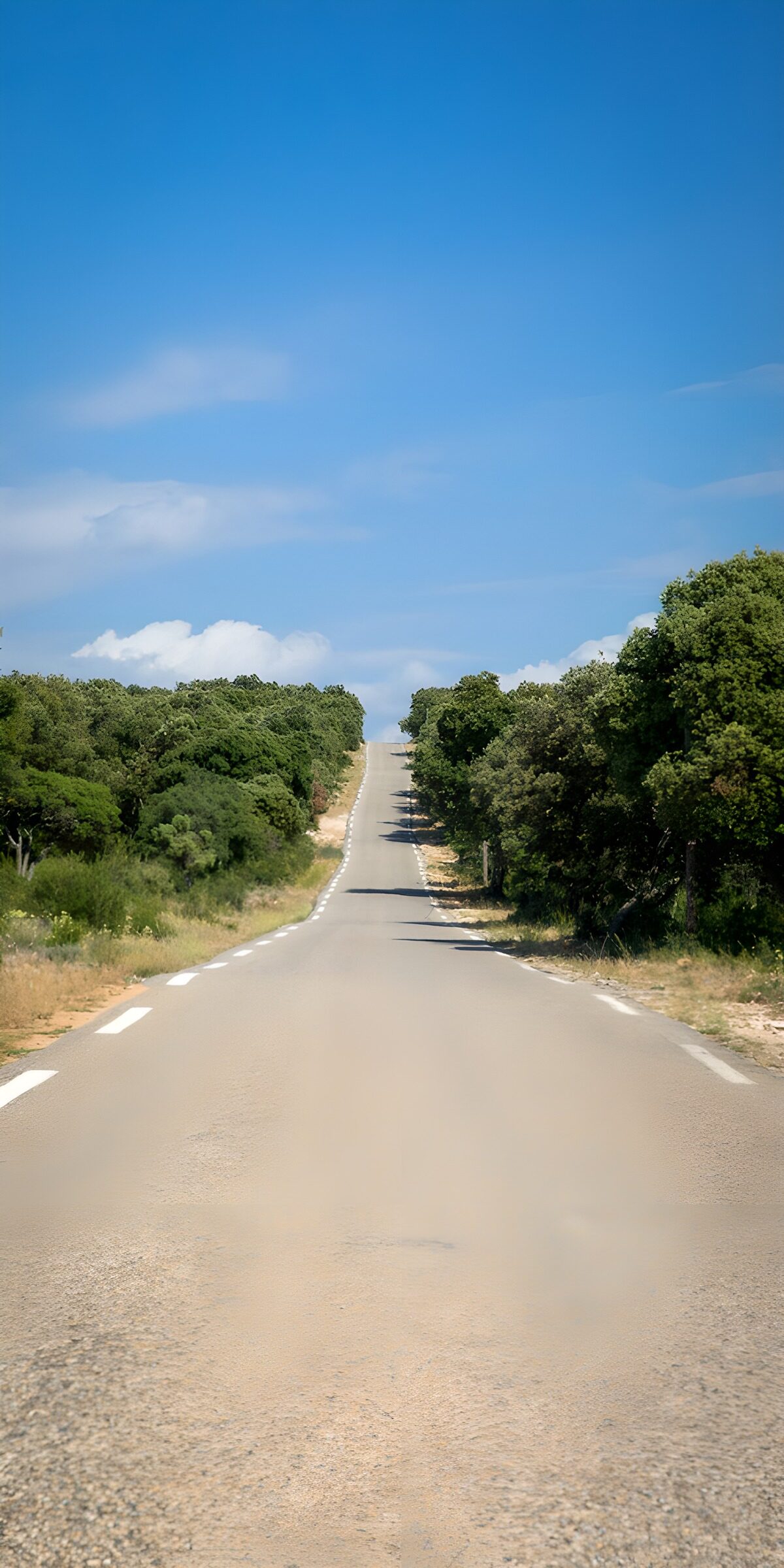 Leere Landstraße im Sommergrün