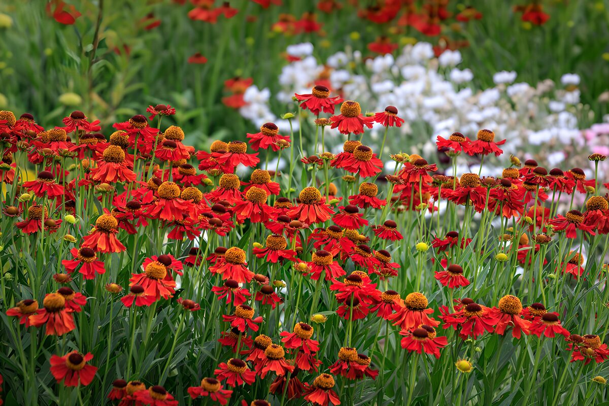 Rote Blüten im üppigen Sommerbeet
