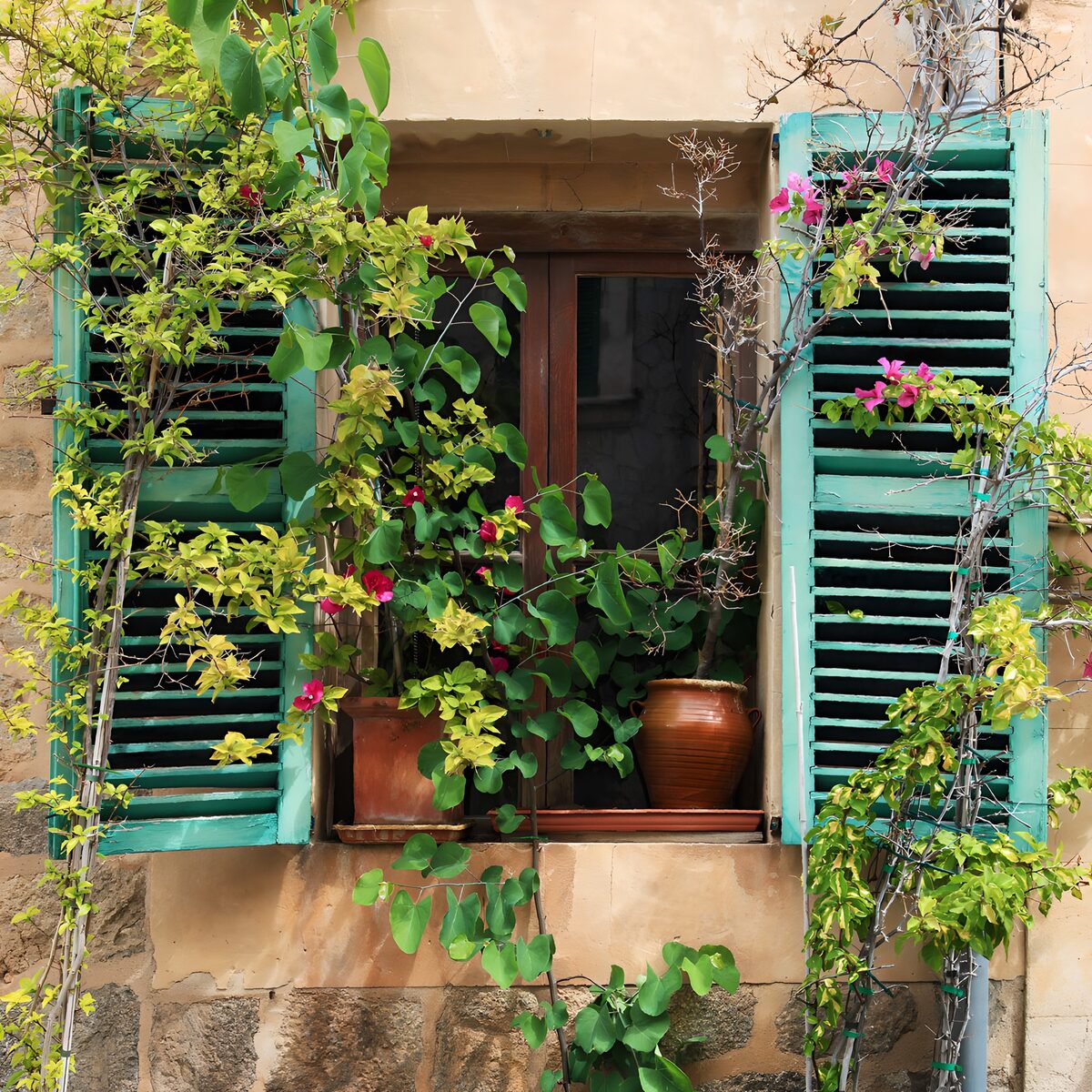 Türkise Fensterläden und pinke Blüten