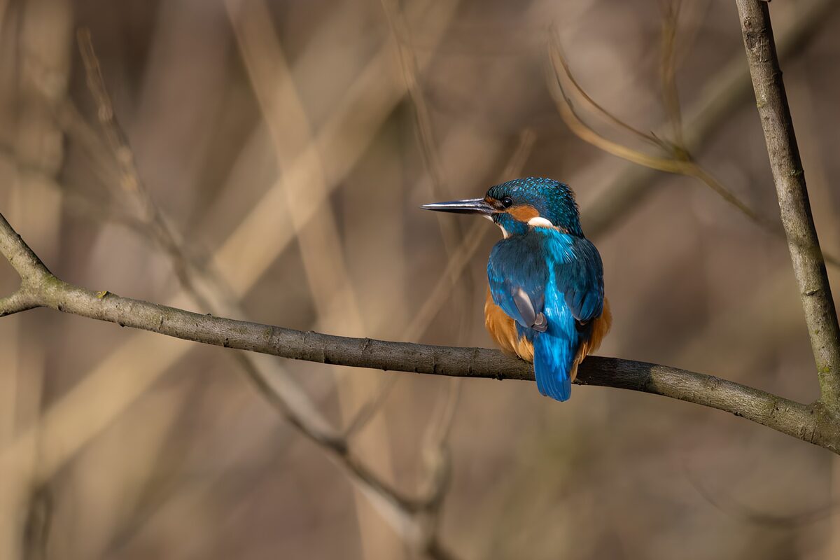 Eisvogel zwischen Blau und Stille