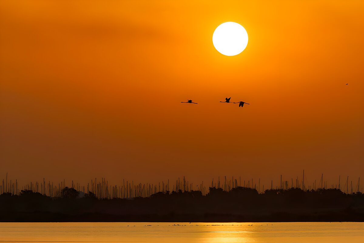 Vögel über dem See im Abendlicht