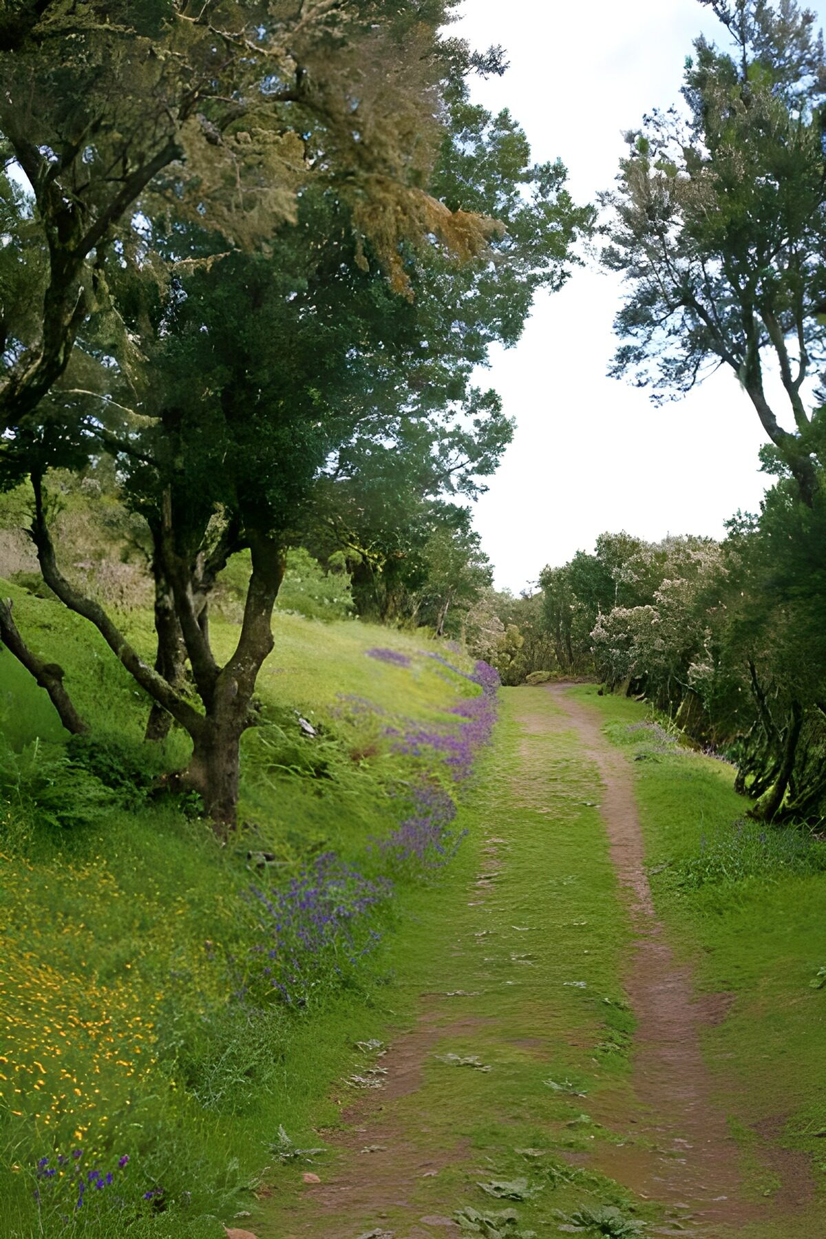 Grüner Waldweg mit lila Blüten