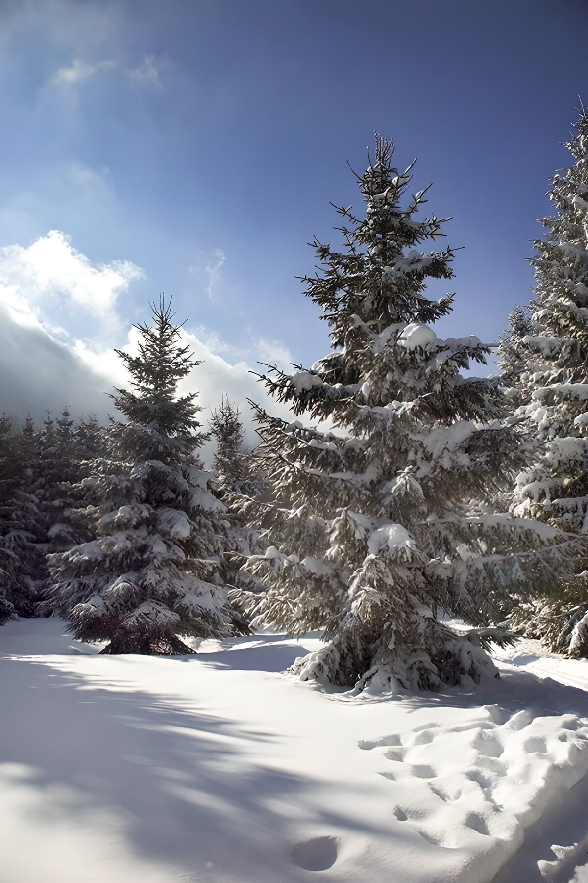 Verschneiter Nadelwald im Sonnenlicht