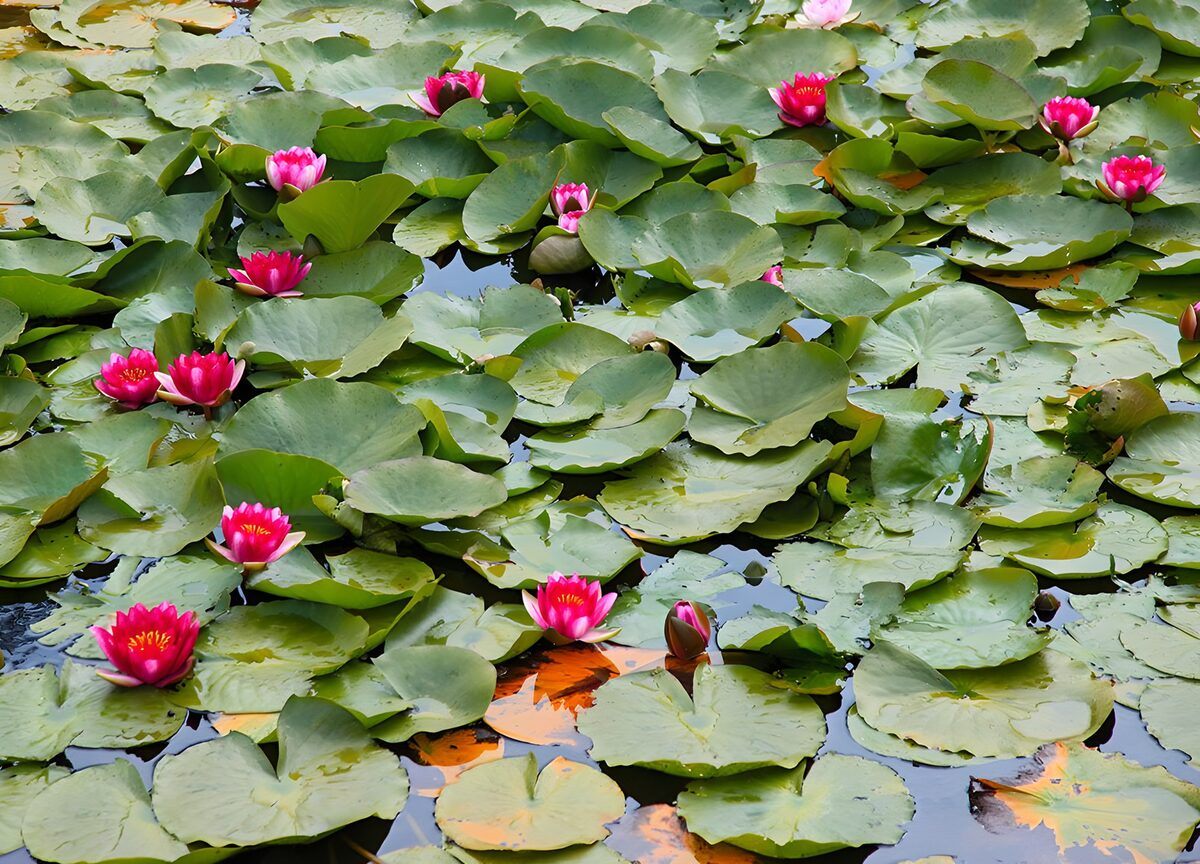 Rosa Seerosen im dichten Blätterteppich