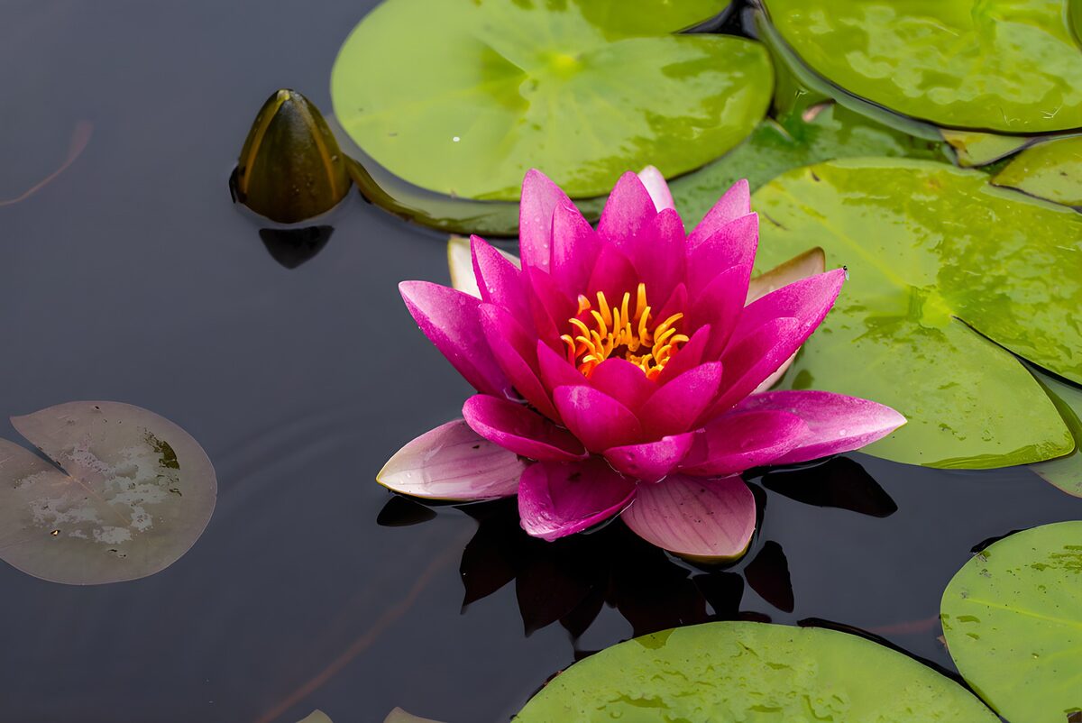 Rosa Seerose auf dunklem Wasser