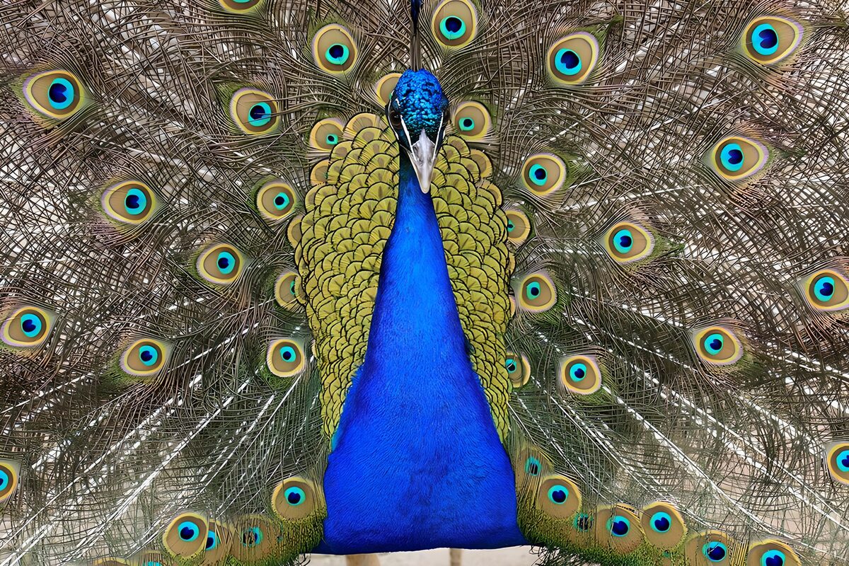 Blauer Pfau mit weit gespanntem Rad