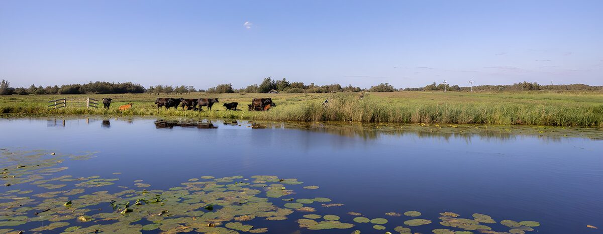 Kühe am Teich unter weitem Himmel