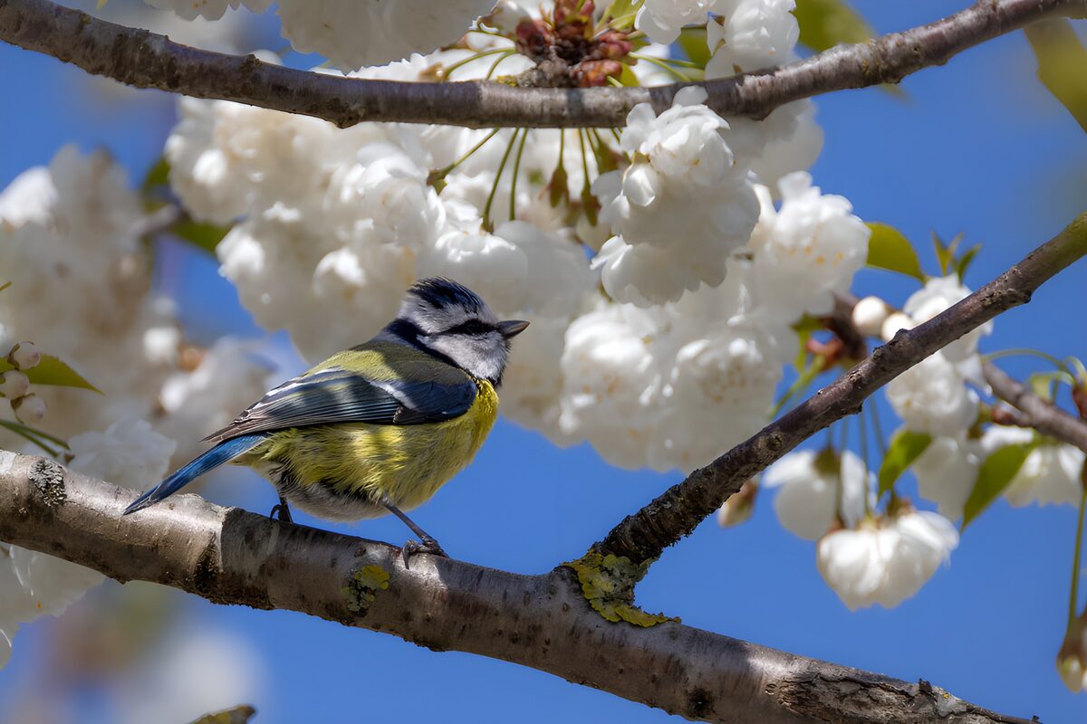 Blaumeise auf einem sonnigen Blütenast