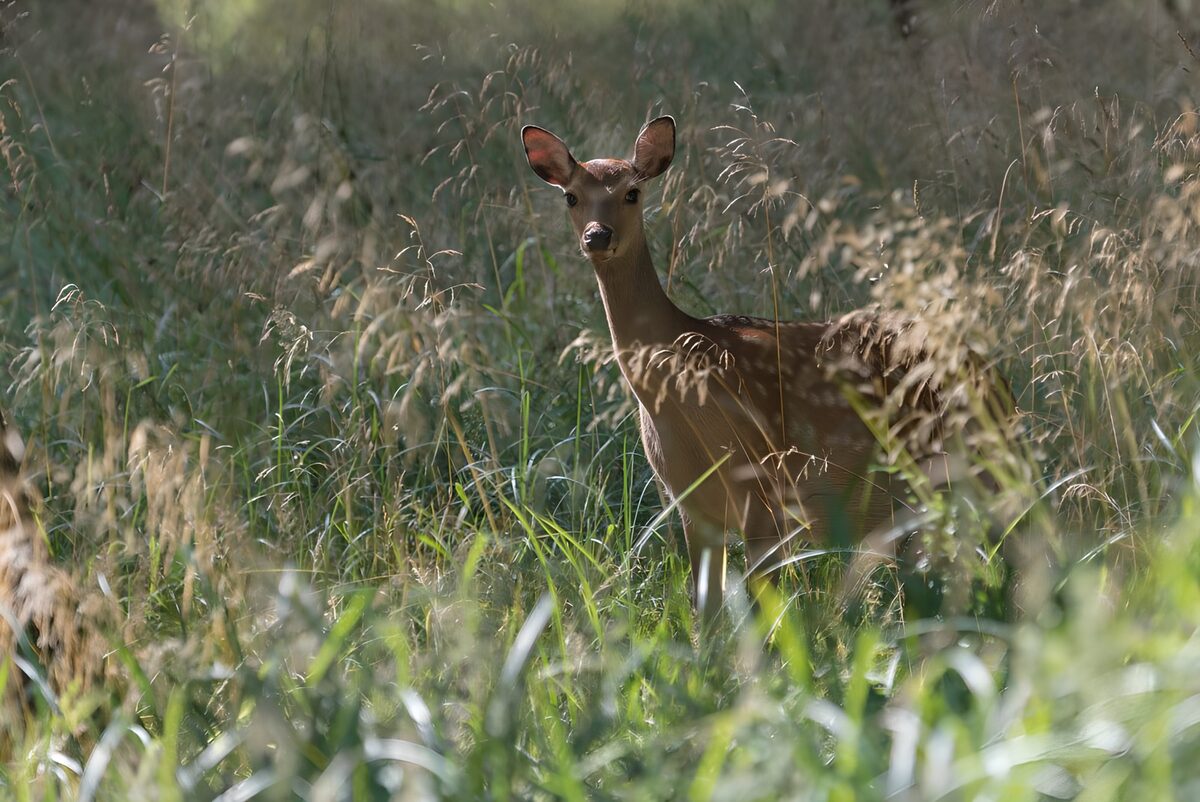Wachsames Wildtier im hohen Gras