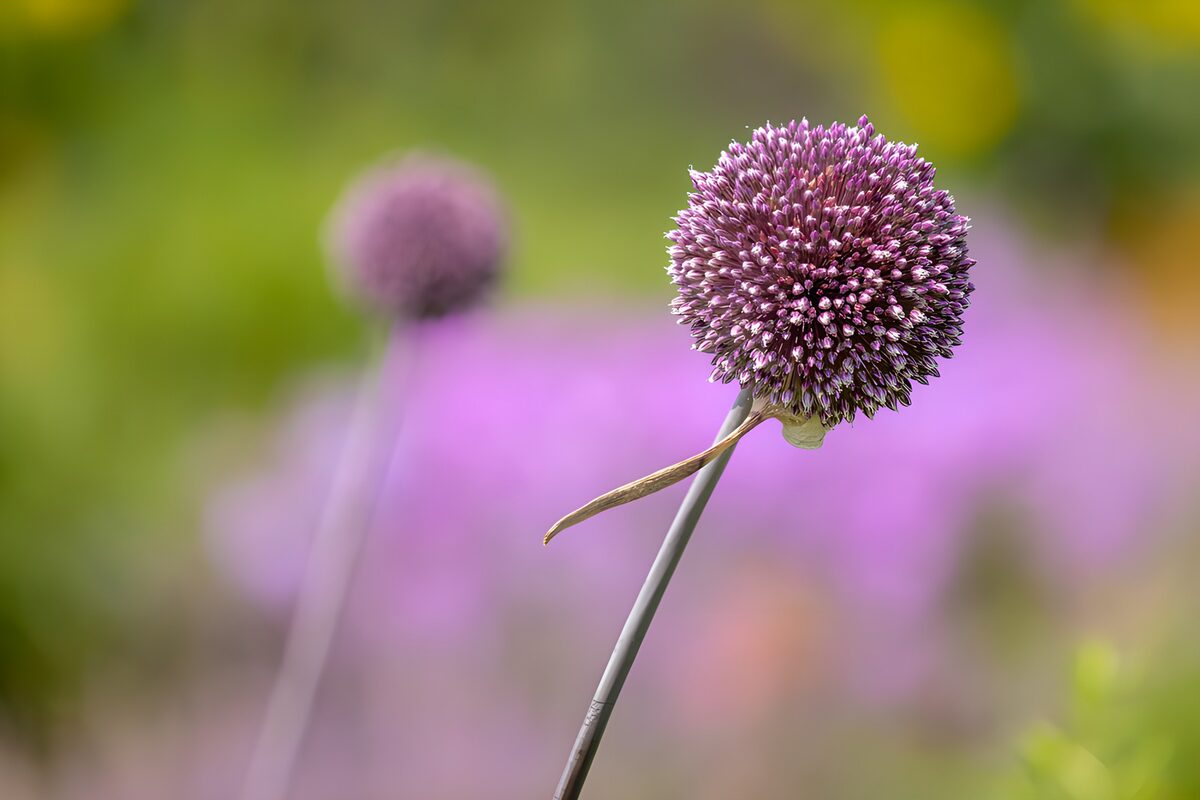 Violetter Zierlauch im weichen Gartenlicht