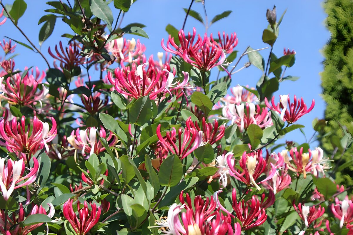 Rosa-weißes Geißblatt im Sonnenschein