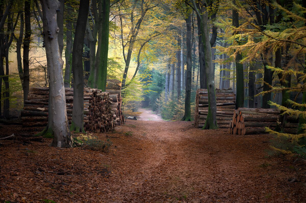 Herbstwaldweg zwischen Holzstapeln