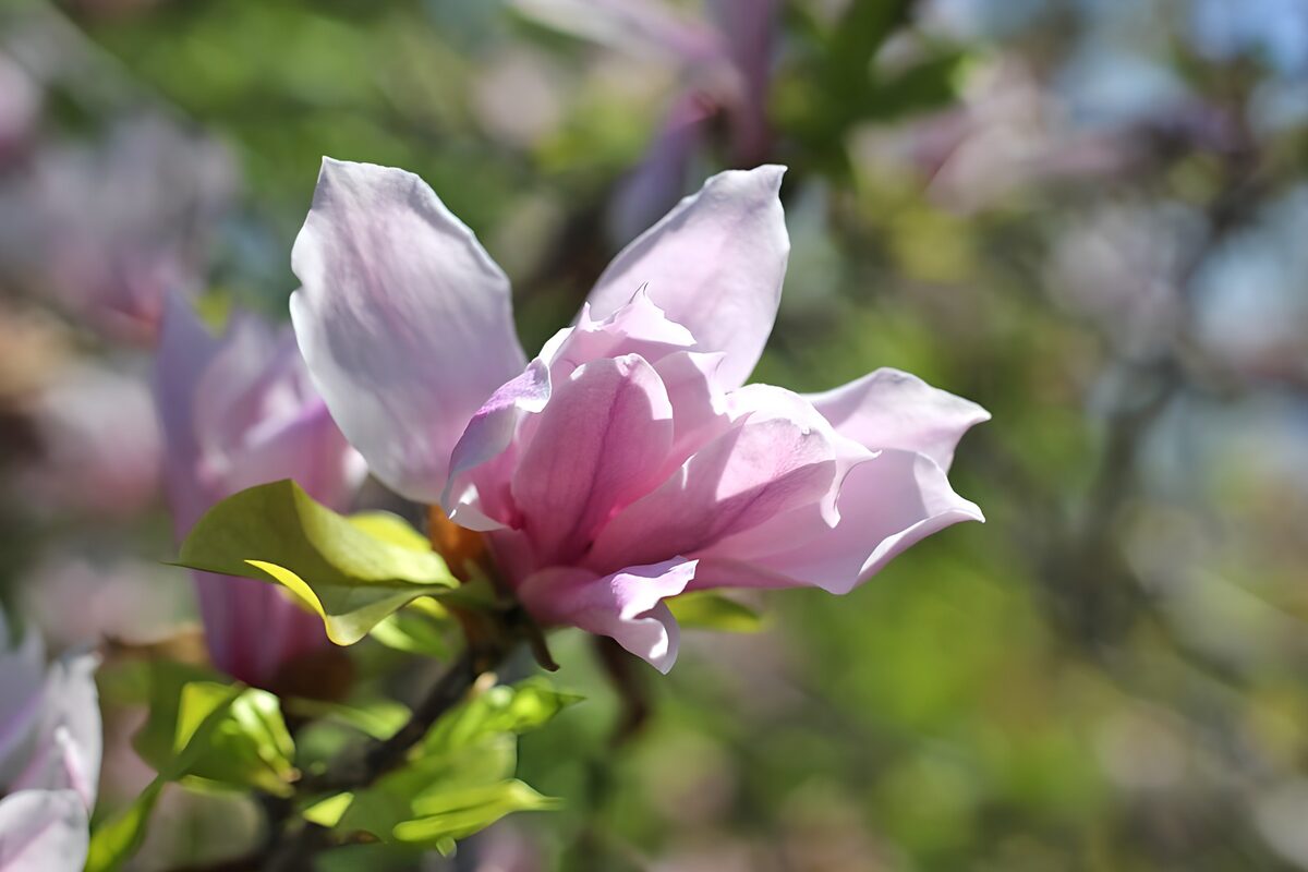 Rosa Magnolienblüte mit frischem Grün