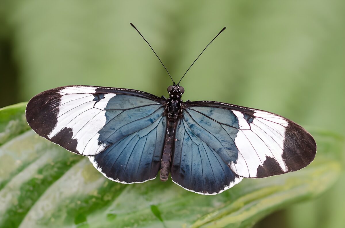Blau-weißer Schmetterling auf grünem Blatt