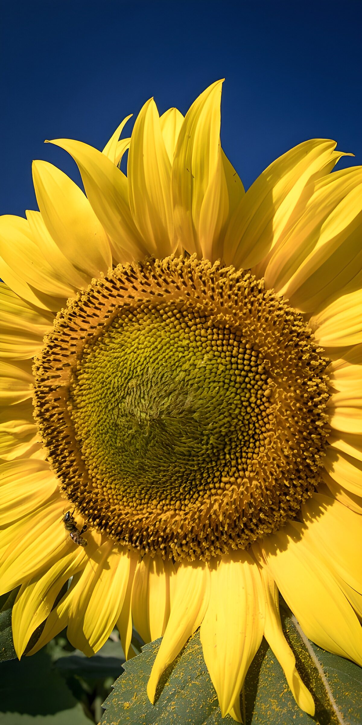 Sonnenblume vor tiefblauem Himmel