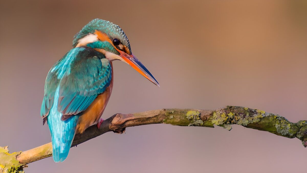Eisvogel auf dem Ast im warmen Licht