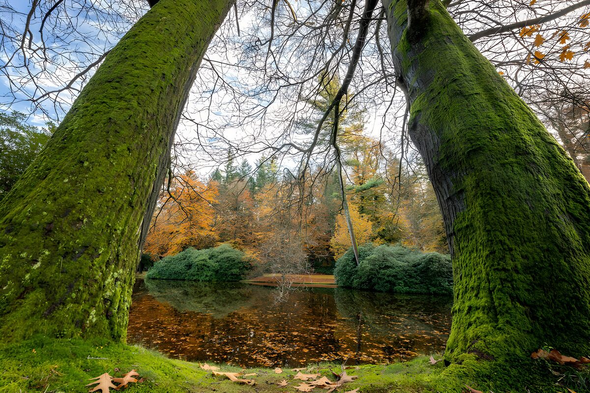 Herbstteich zwischen moosigen Baumstämmen