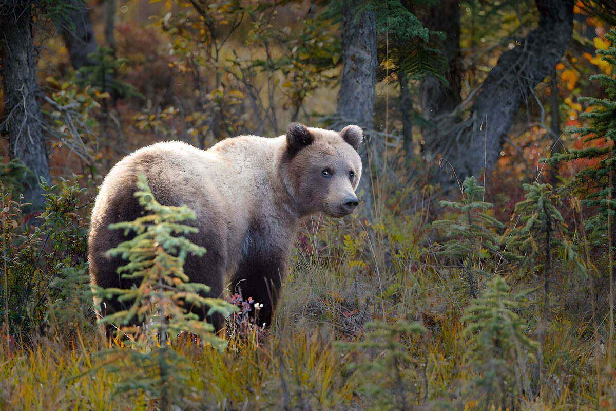 Braunbär im herbstlichen Unterholz