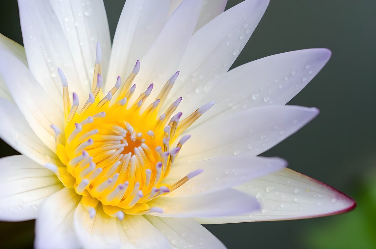 Weiße Seerose im sanften Licht