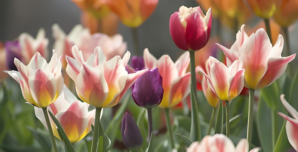 Rosa-weiße Tulpen im Sonnenlicht