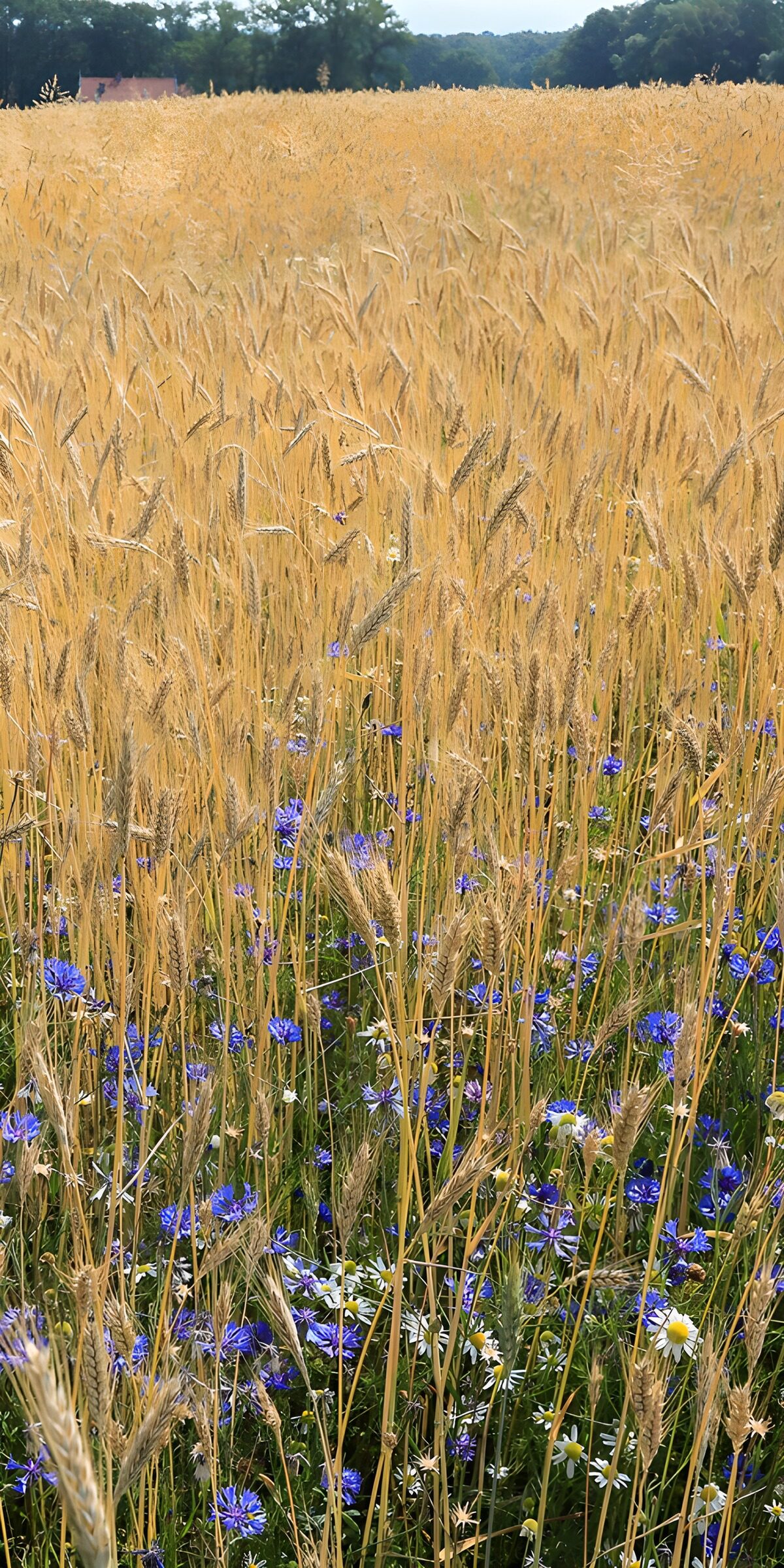 Goldenes Getreide mit blauen Kornblumen