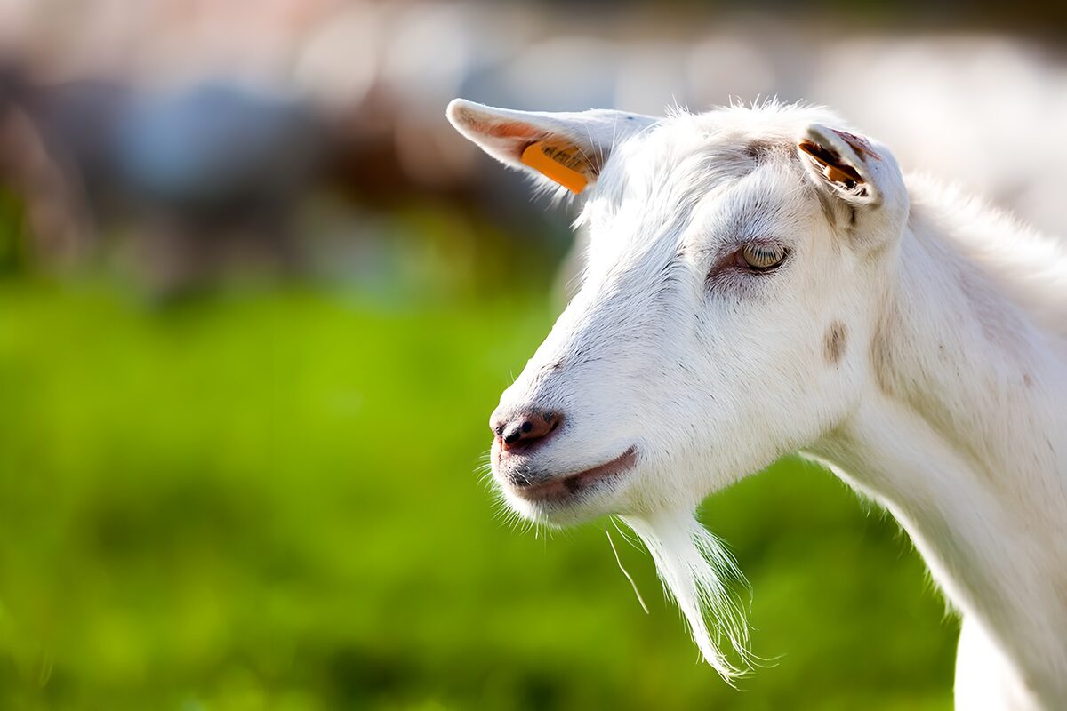 Weiße Ziege im Profil vor Wiesengrün
