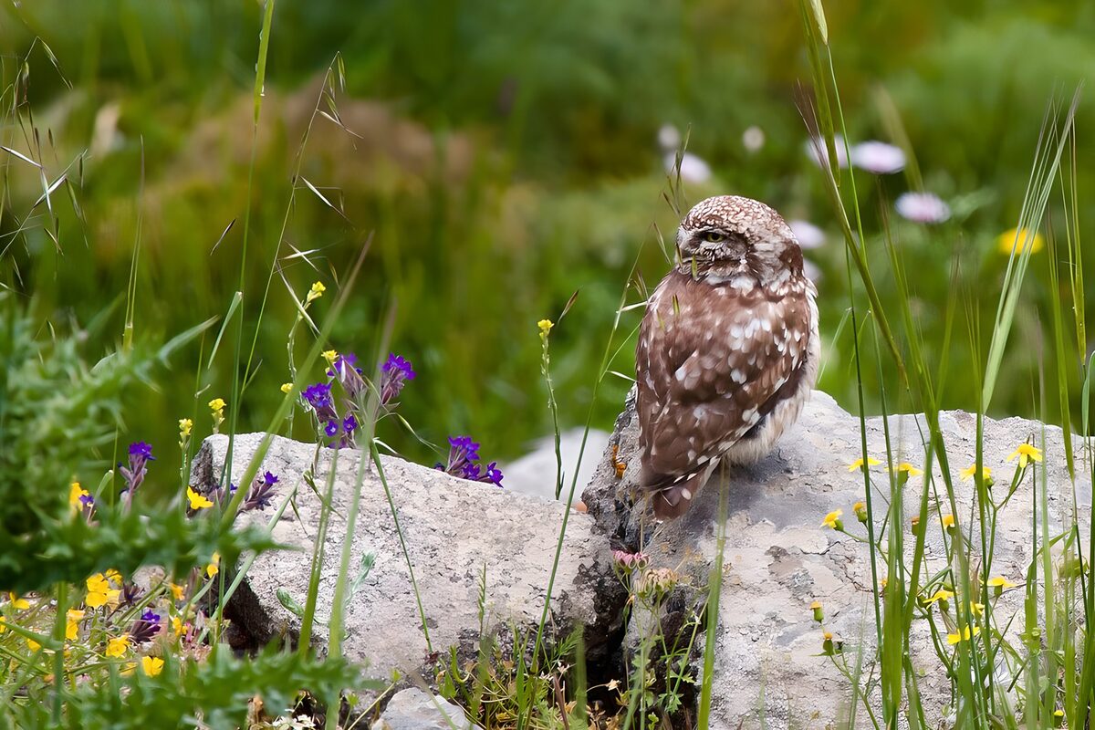 Steinkauz auf Felsen zwischen Wildblumen