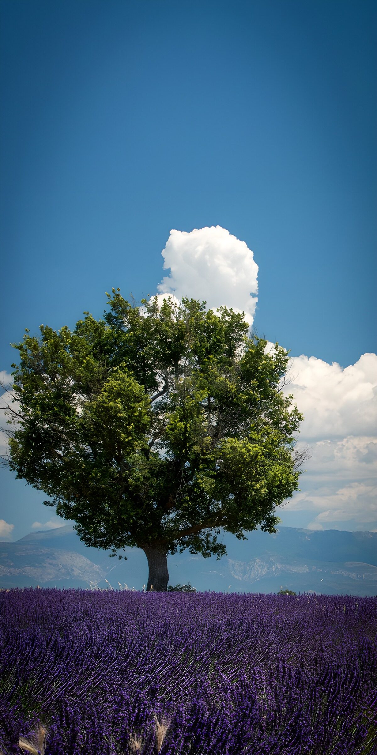 Einzelner Baum im sommerlichen Lavendelfeld